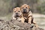 SHAR-PEI 551